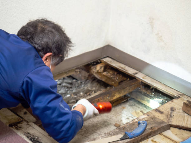 Raymond, IL Mold Removal Company
