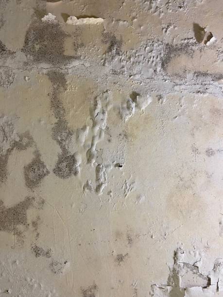Best Best Mold Removal Companies  in Raymond, IL