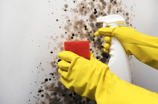 Best Residential Mold Removal  in Raymond, IL