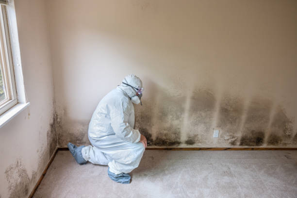 Best Office Mold Removal Services  in Raymond, IL